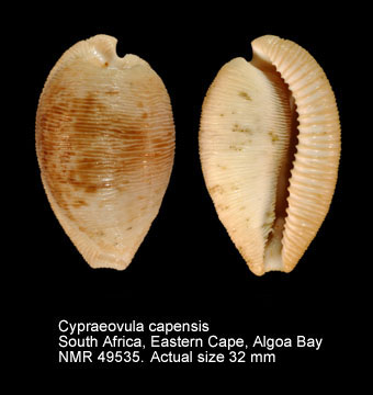 Cypraeovula capensis.jpg - Cypraeovula capensis(Gray,1828)